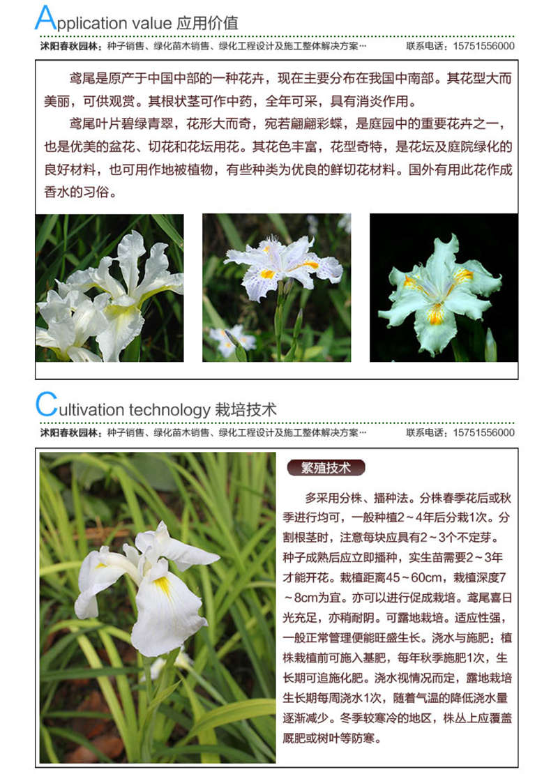 白花鸢尾种子应用价值及种植技术