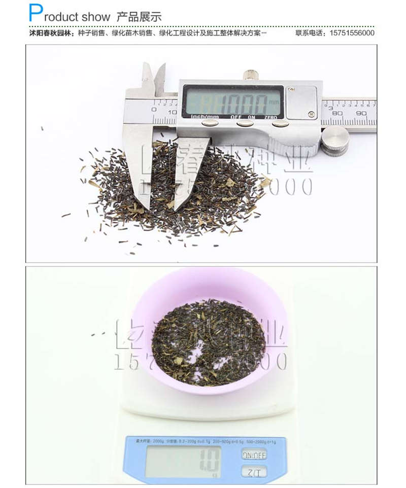 黑心菊种子销售参考价格