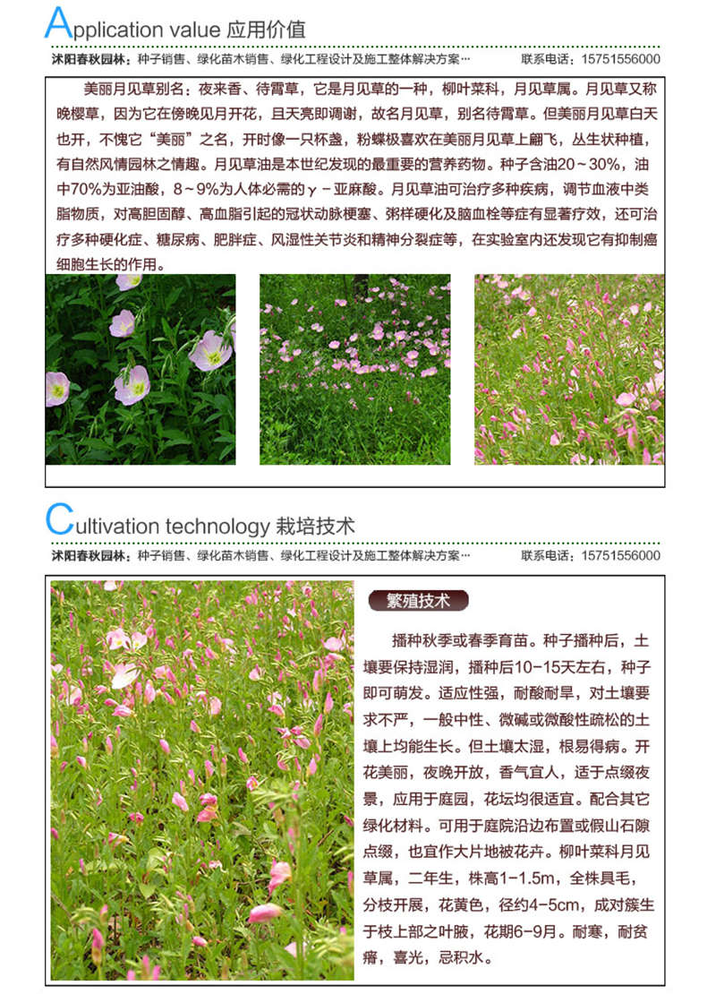 美丽月见草种子应用价值及种植技术