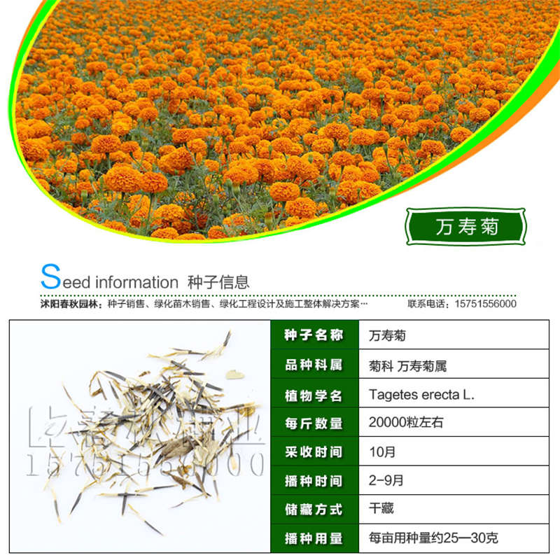 万寿菊种子基本信息