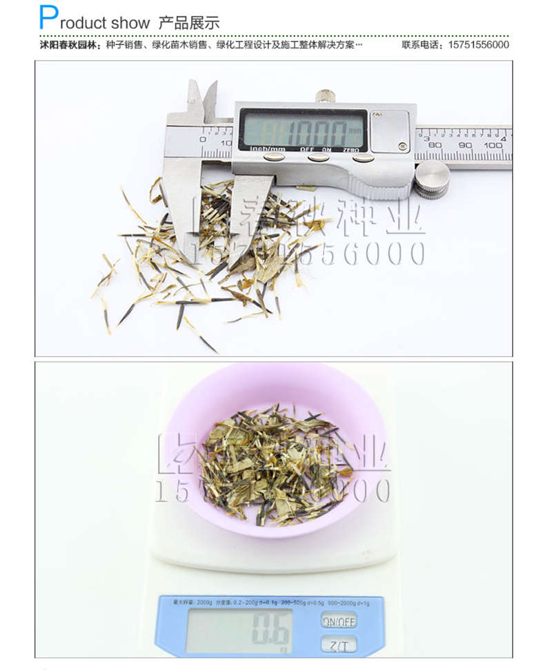 万寿菊种子销售参考价格