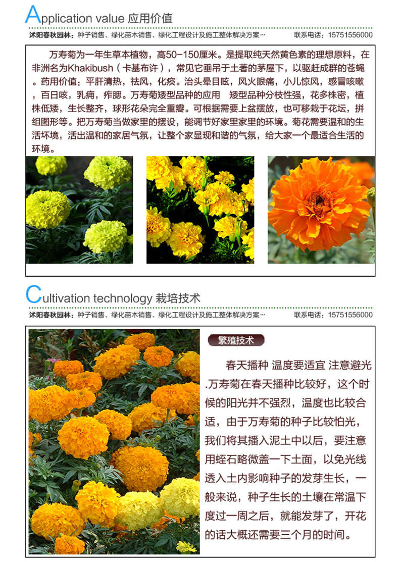 万寿菊种子应用价值及种植技术