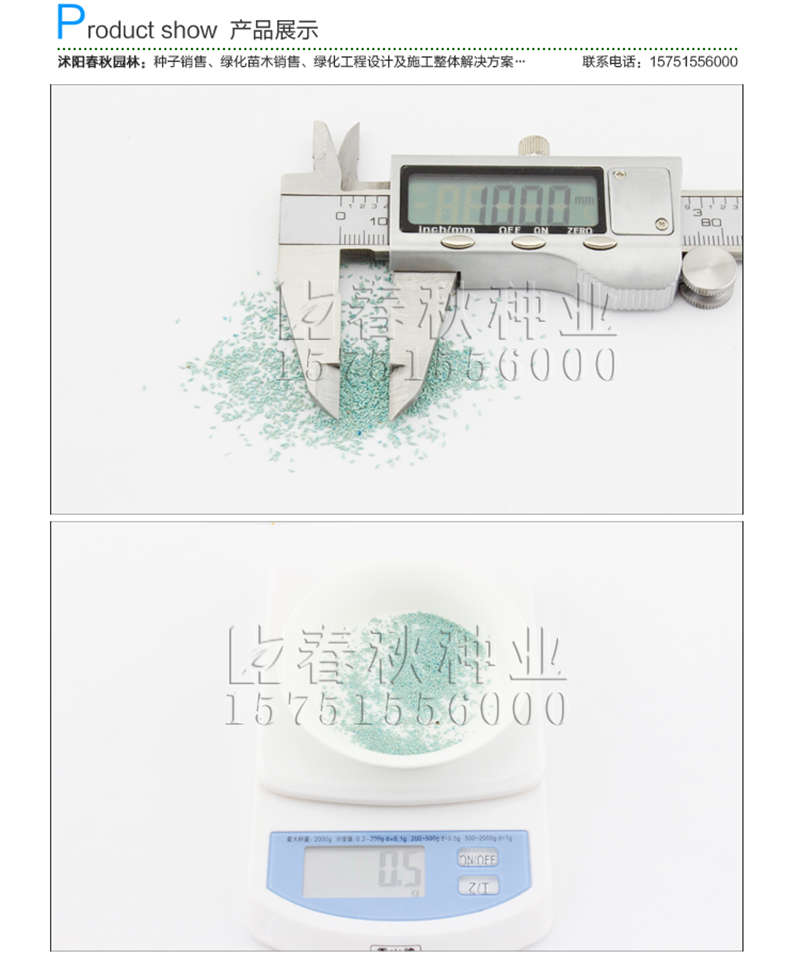 剪股颖(包衣)种子销售参考价格