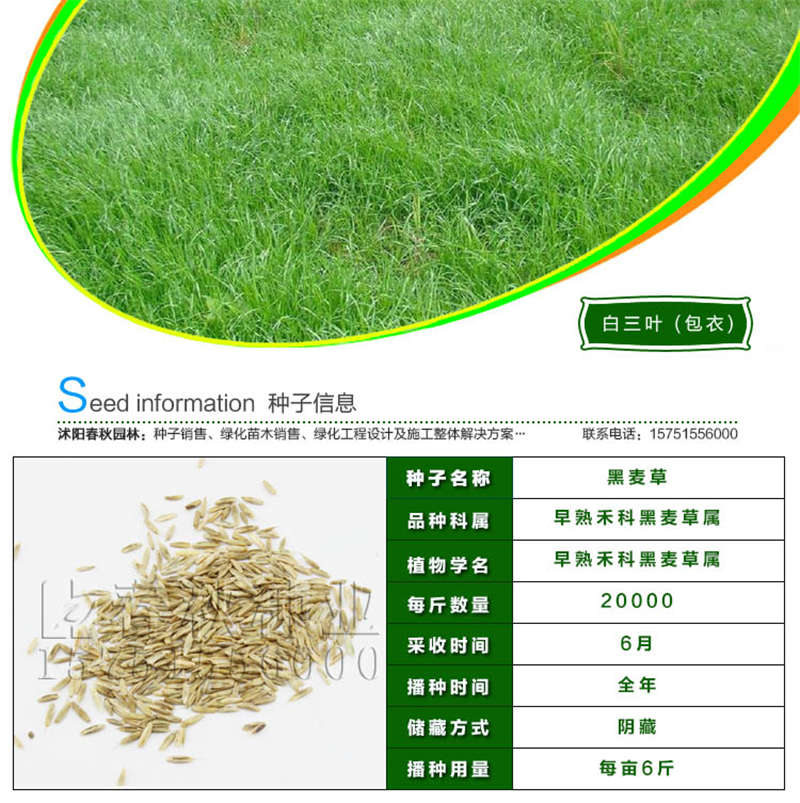 多年生黑麦草种子基本信息