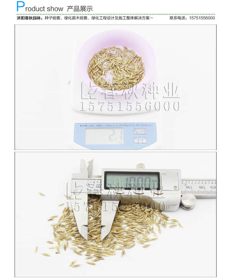 多年生黑麦草种子销售参考价格