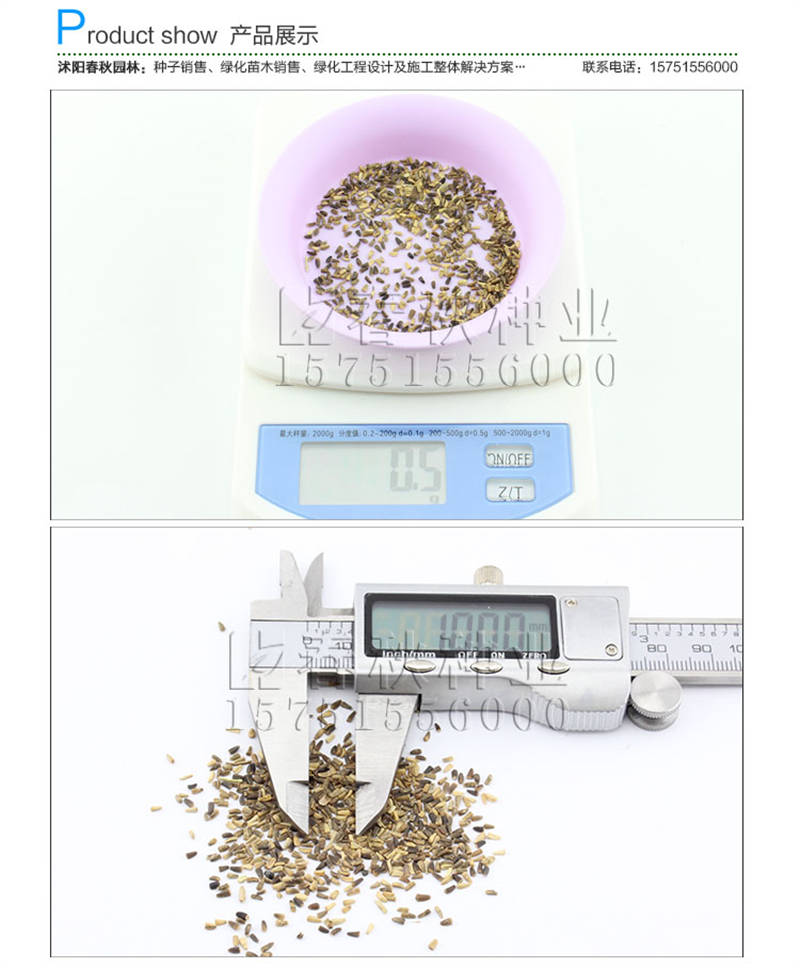 白三叶(包衣)种子销售参考价格