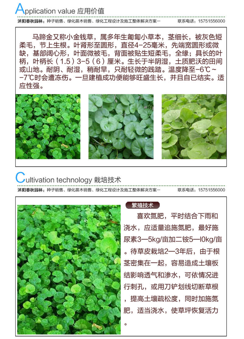 马蹄金种子应用价值及种植技术