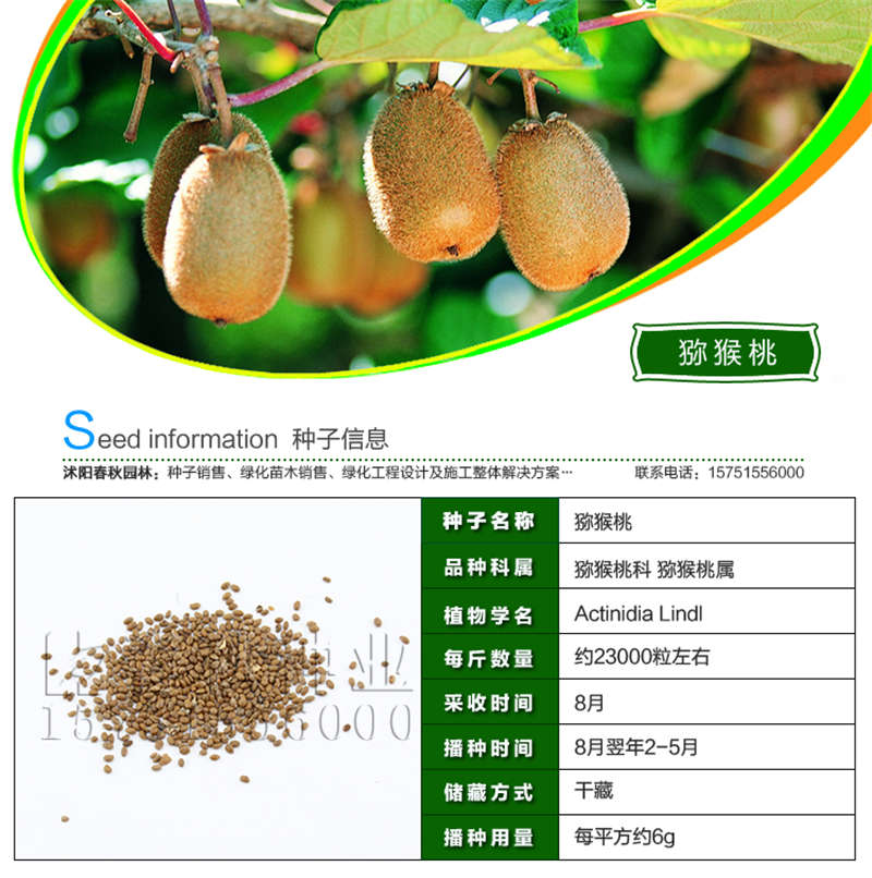 猕猴桃种子基本信息