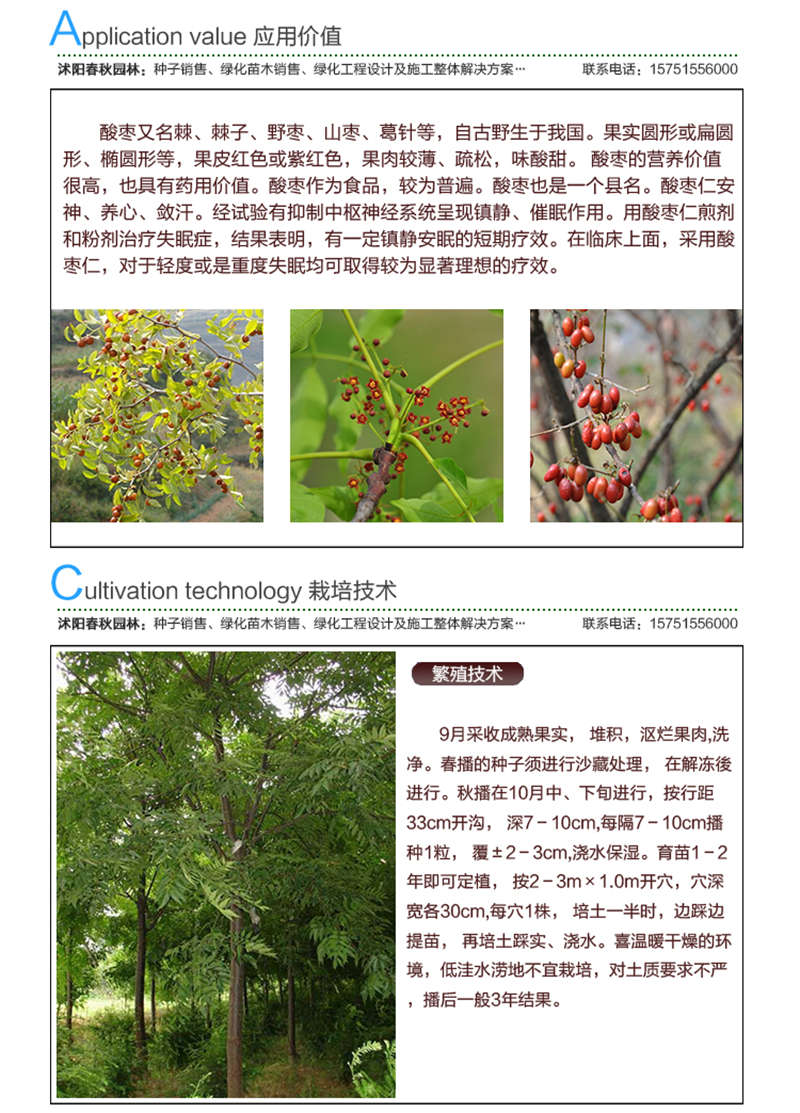酸枣种子应用价值及种植技术