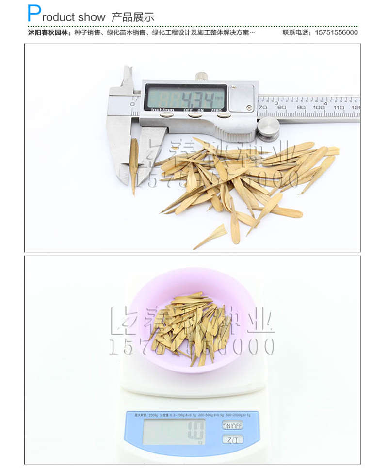 白蜡种子销售参考价格