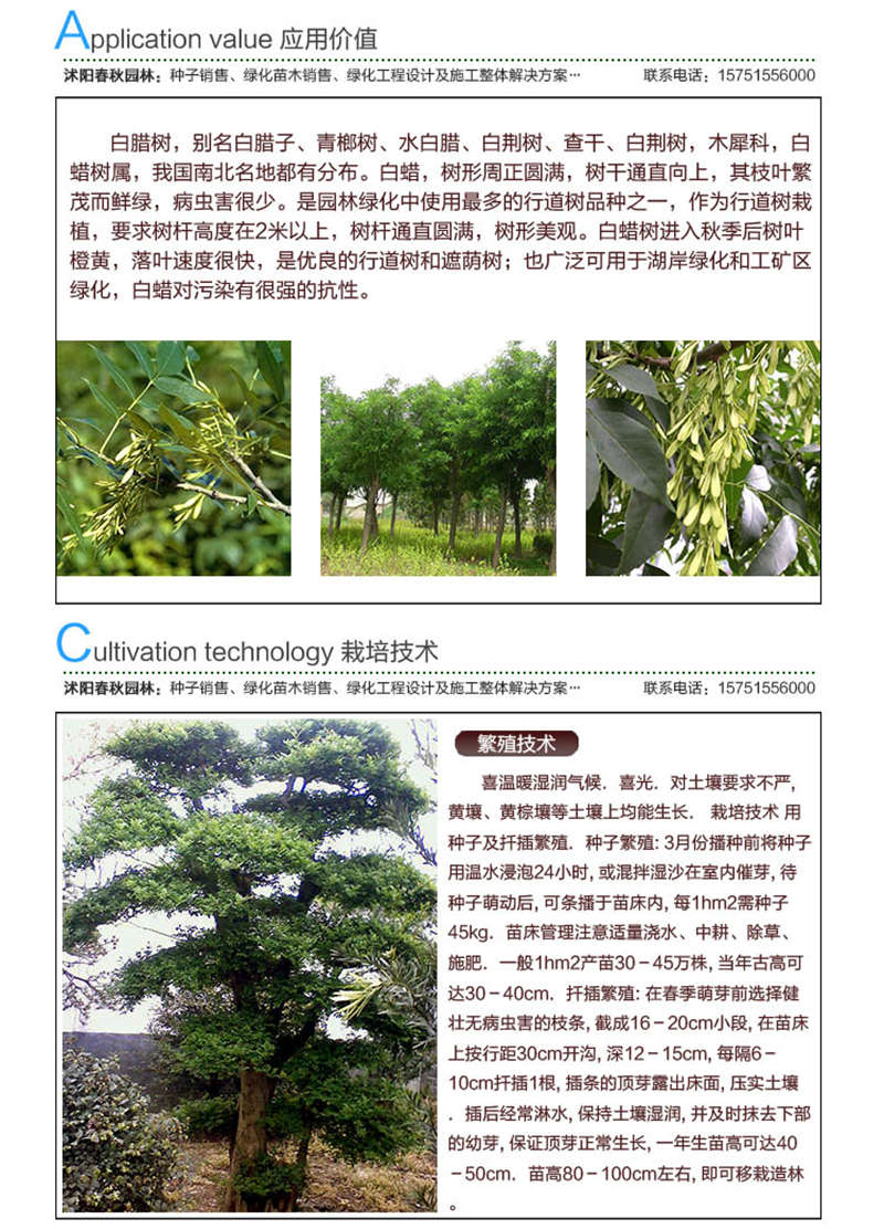 白蜡种子应用价值及种植技术