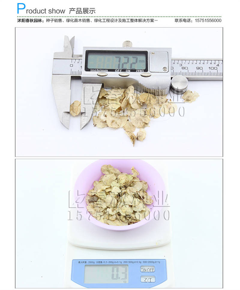 白榆种子销售参考价格