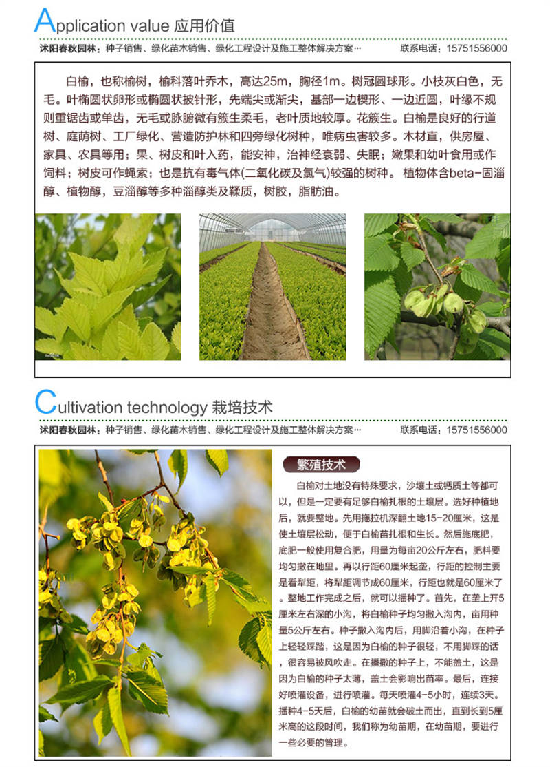 白榆种子应用价值及种植技术