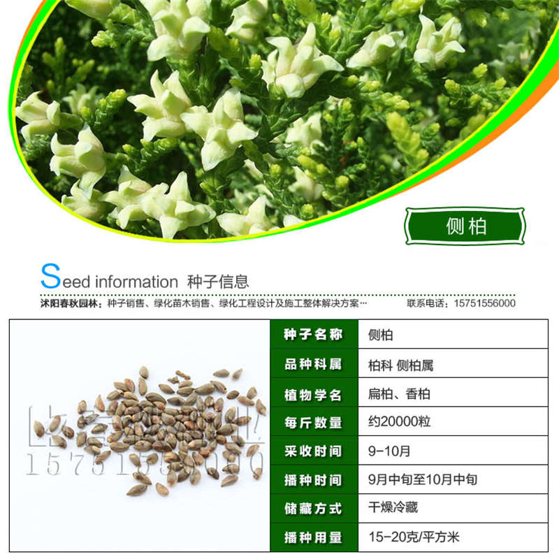 侧柏种子基本信息
