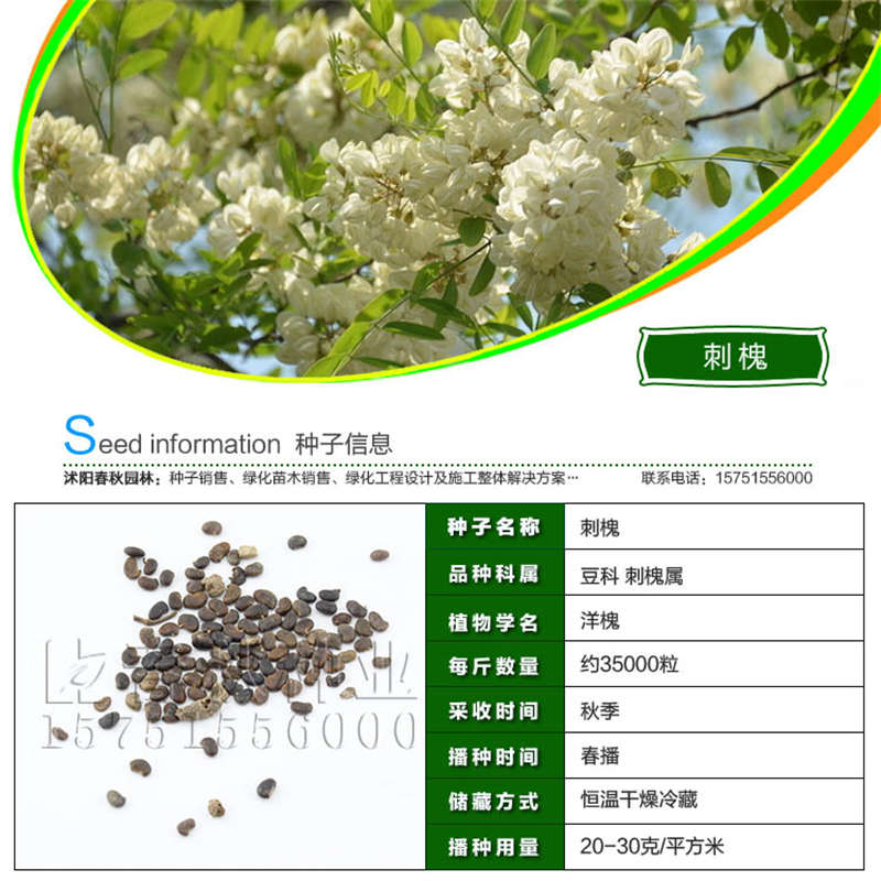 刺槐种子基本信息