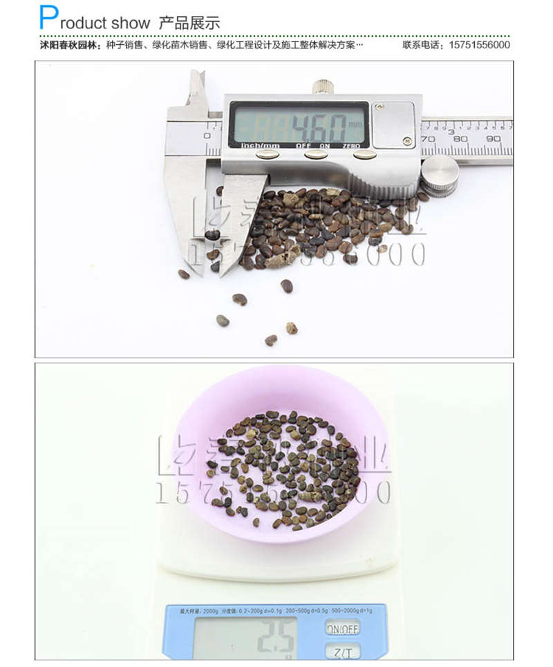 刺槐种子销售参考价格