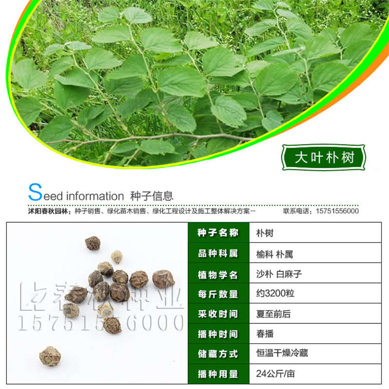 大叶朴树种子基本信息