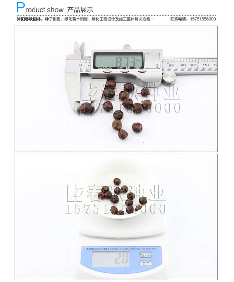 枸骨种子销售参考价格