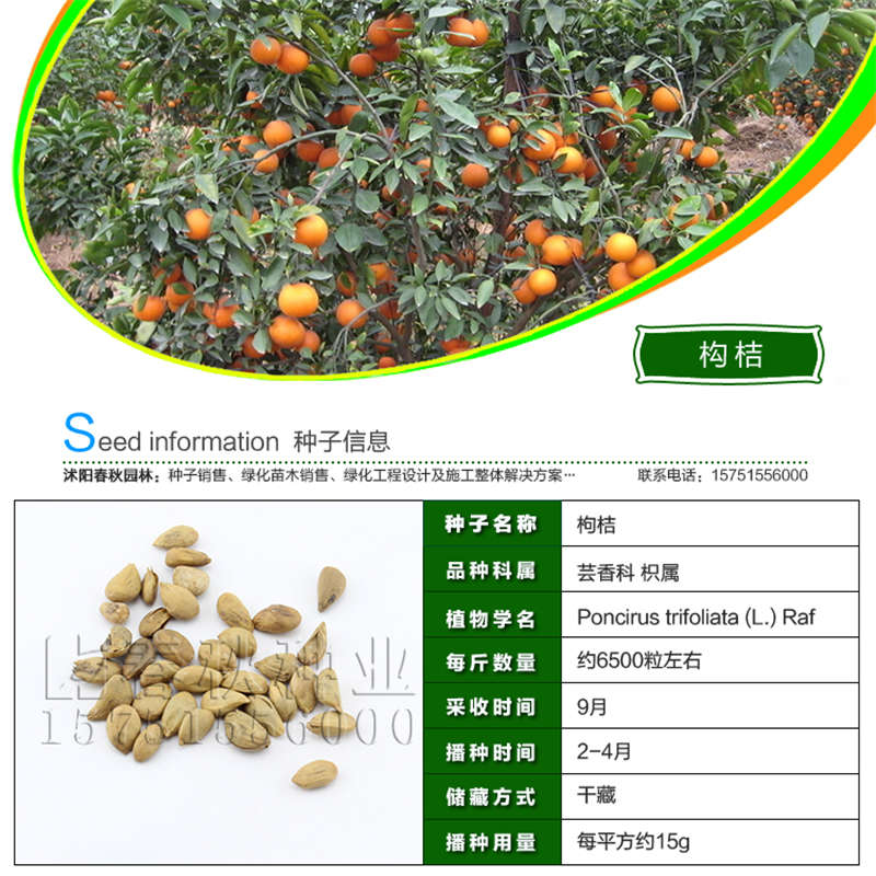 构桔种子基本信息