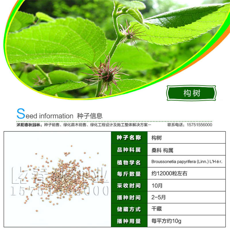 构树种子基本信息