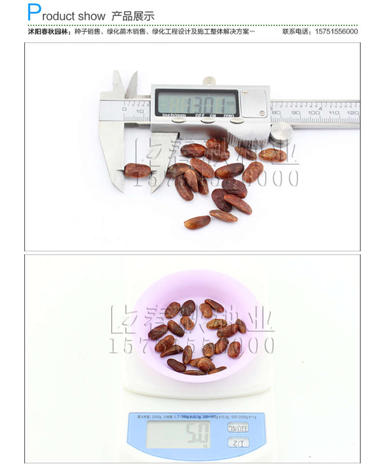 广玉兰种子销售参考价格