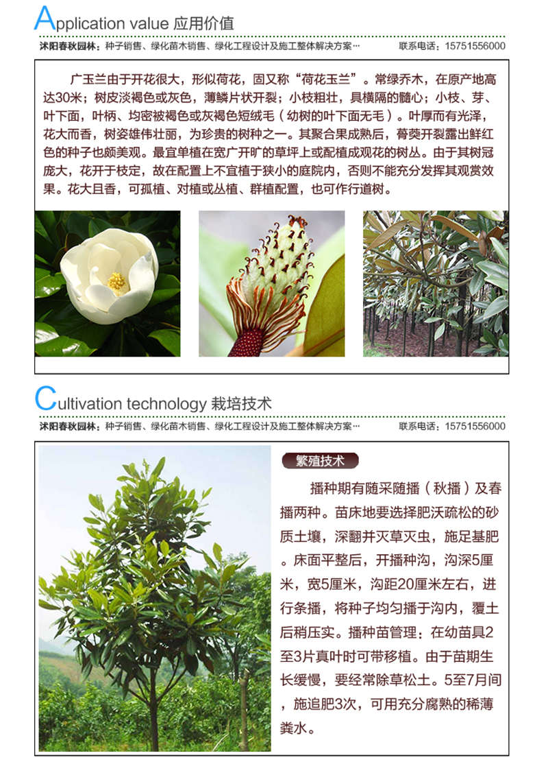 广玉兰种子应用价值及种植技术