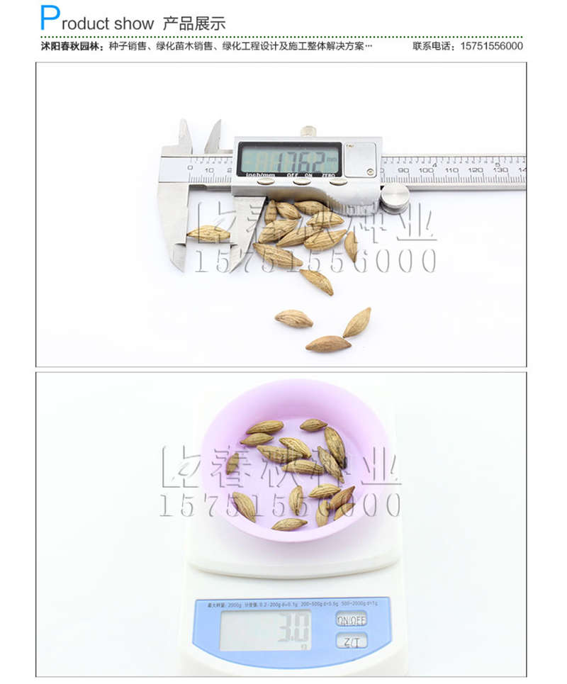 桂花种子销售参考价格