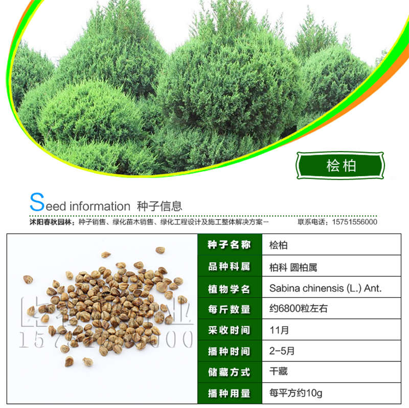 桧柏种子基本信息