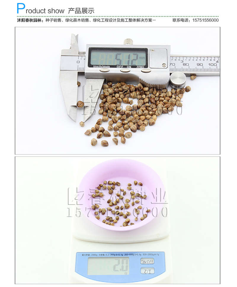 桧柏种子销售参考价格