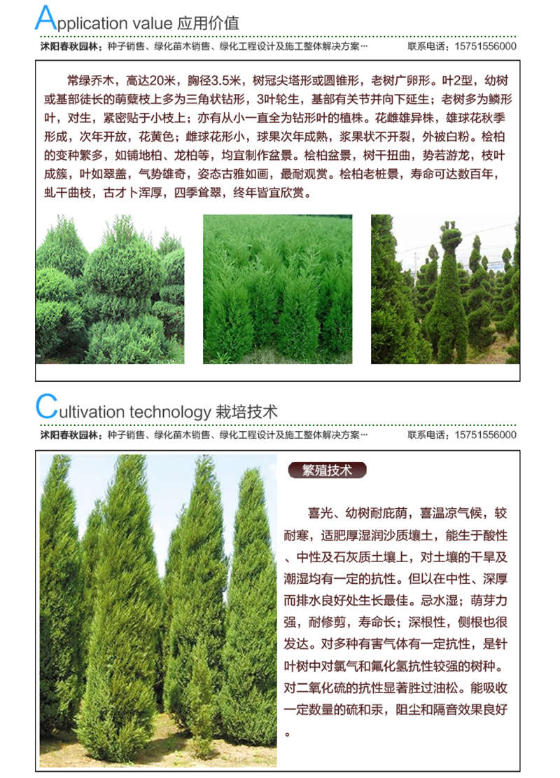 桧柏种子应用价值及种植技术