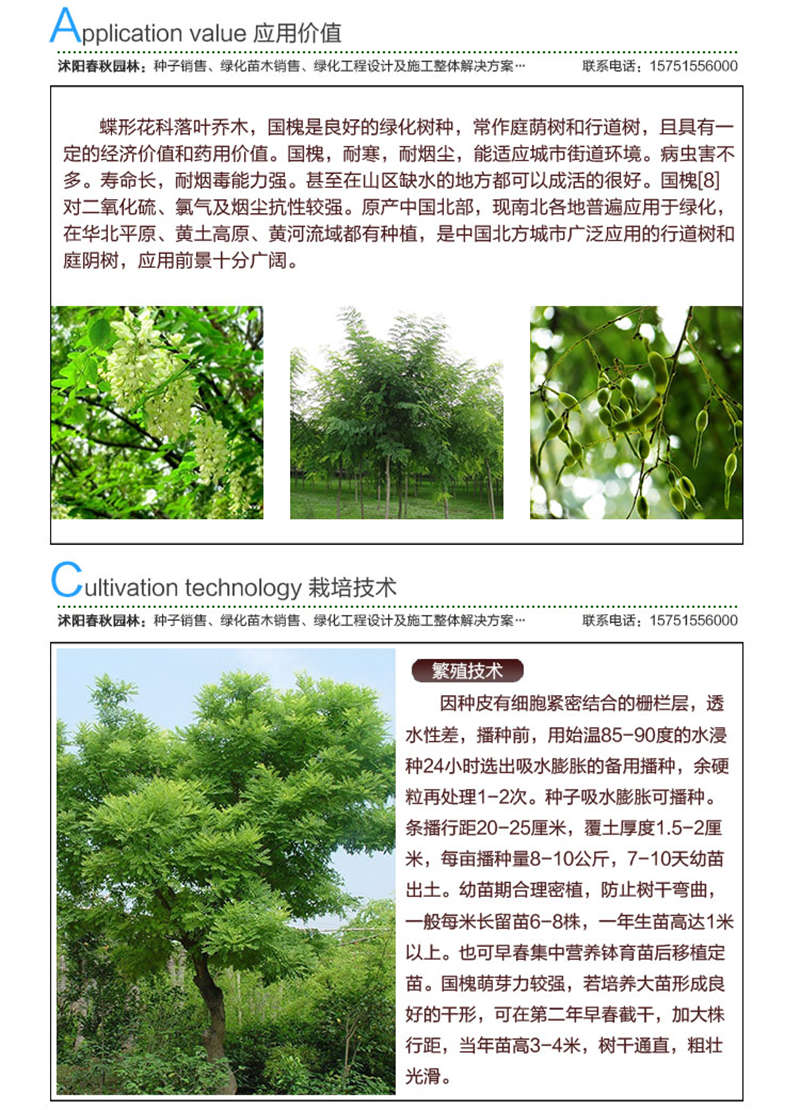 国槐种子应用价值及种植技术