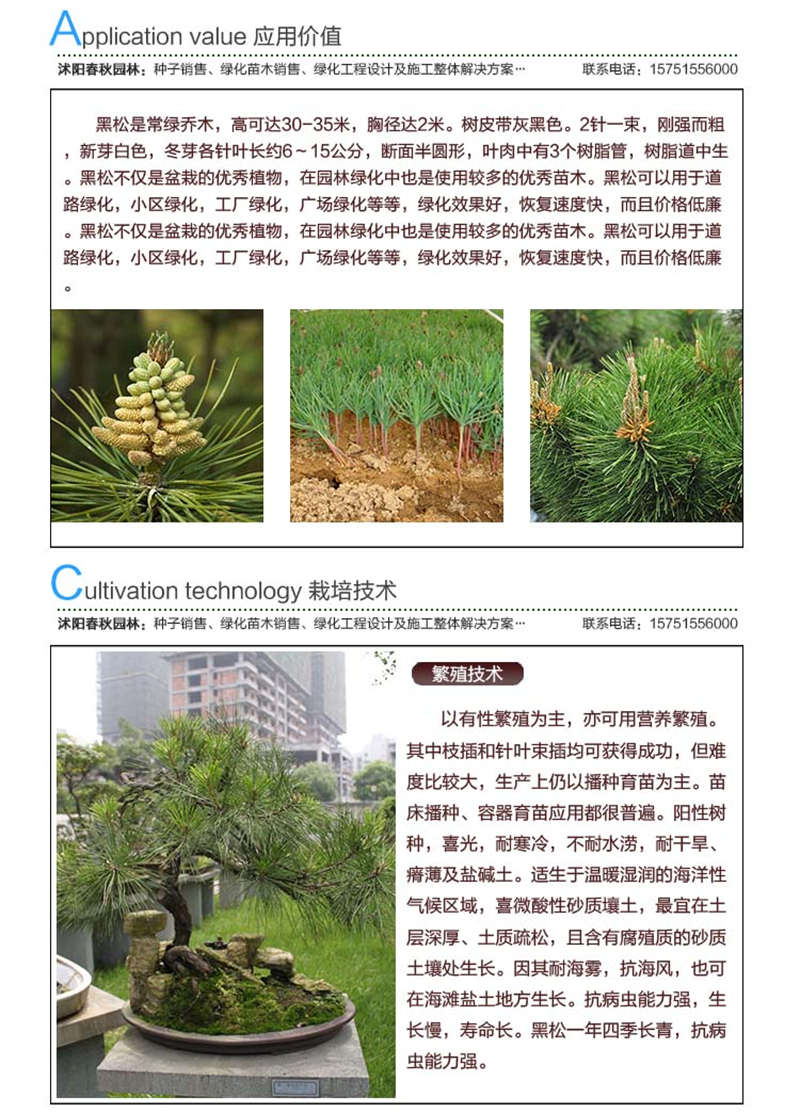 黑松种子应用价值及种植技术