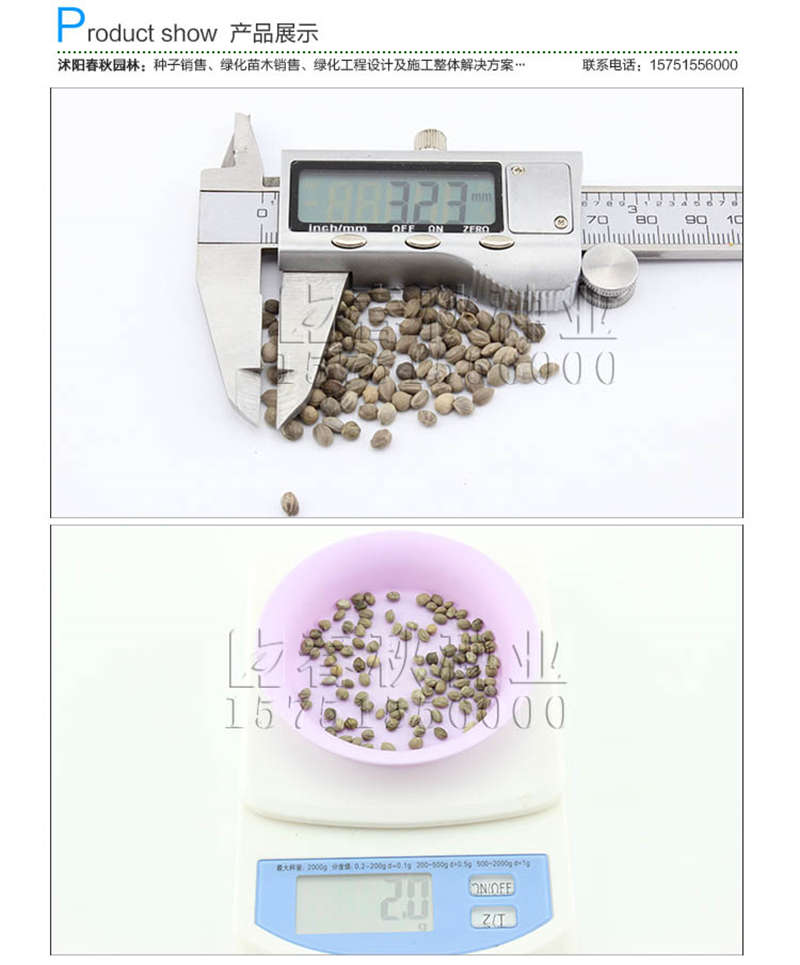 红瑞木种子销售参考价格