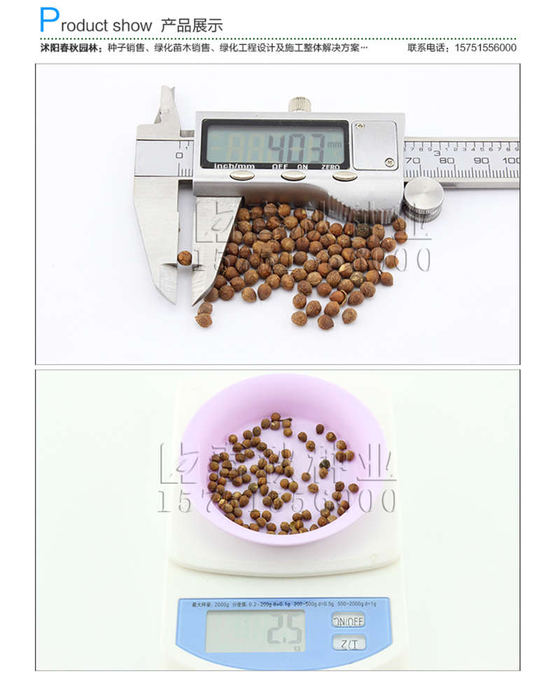 红心桃种子销售参考价格