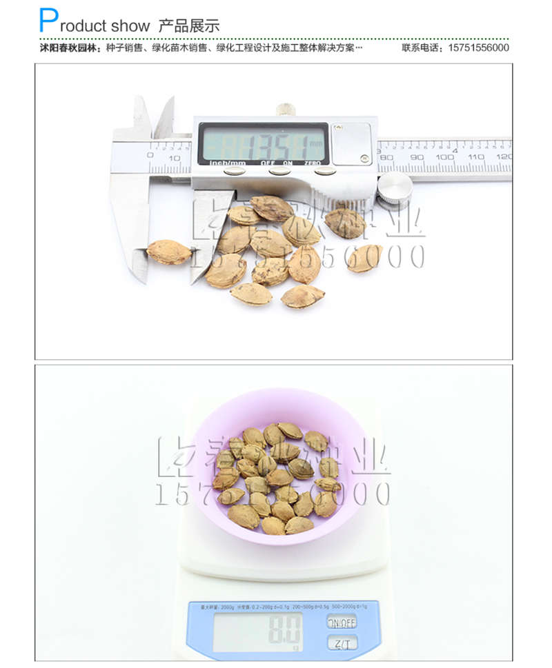 红叶李种子销售参考价格