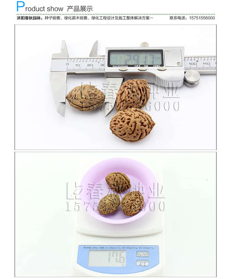 红叶桃种子销售参考价格