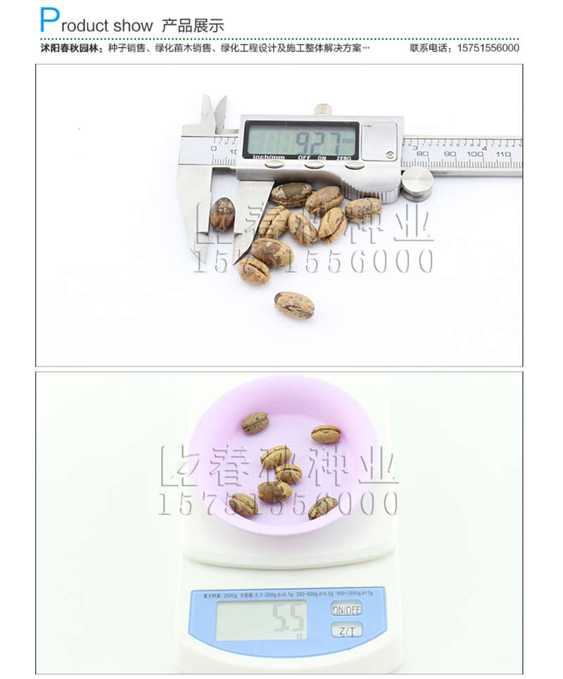 加拿利海枣种子销售参考价格