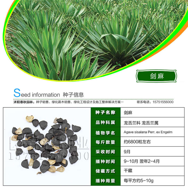 剑麻种子基本信息