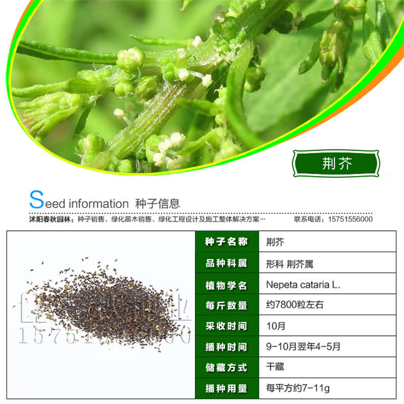 荆芥种子基本信息