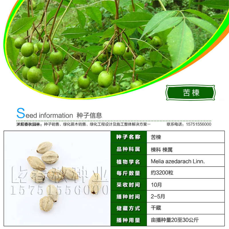 苦楝种子基本信息