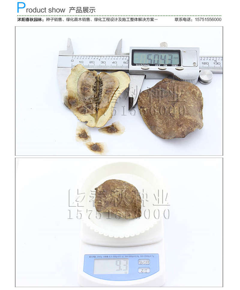 蓝花楹种子销售参考价格