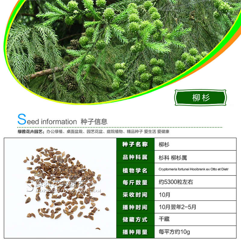 柳杉种子基本信息