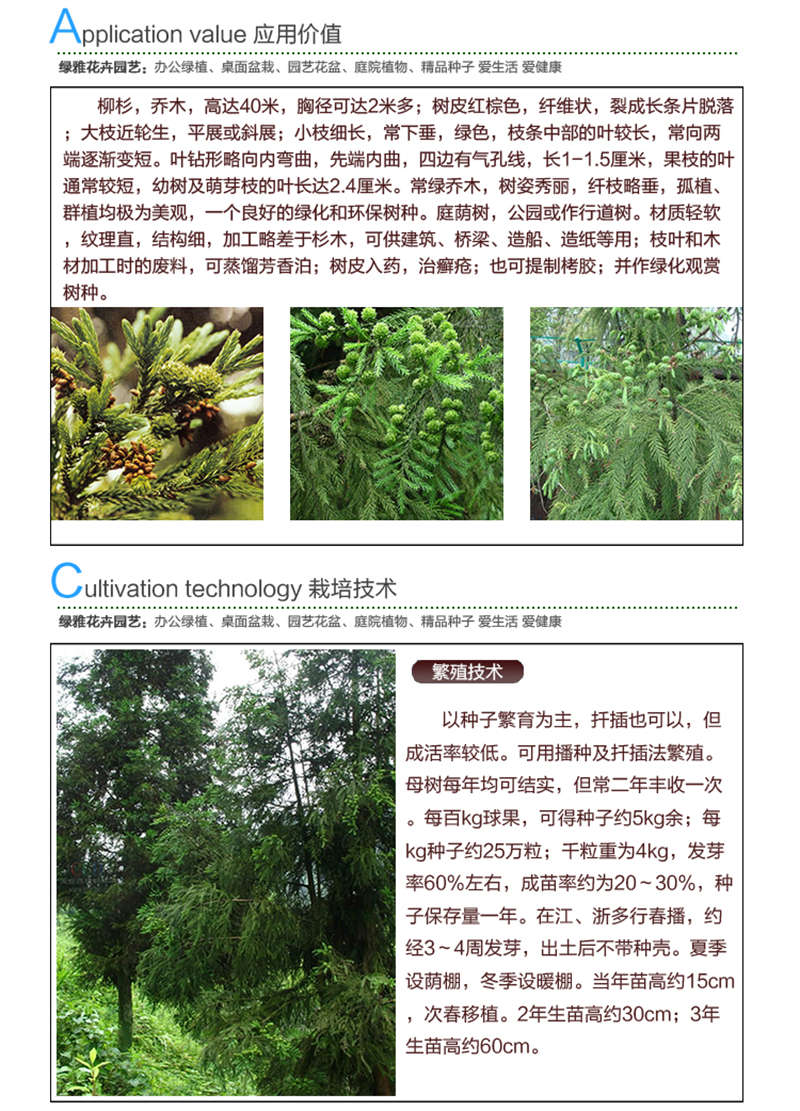 柳杉种子应用价值及种植技术