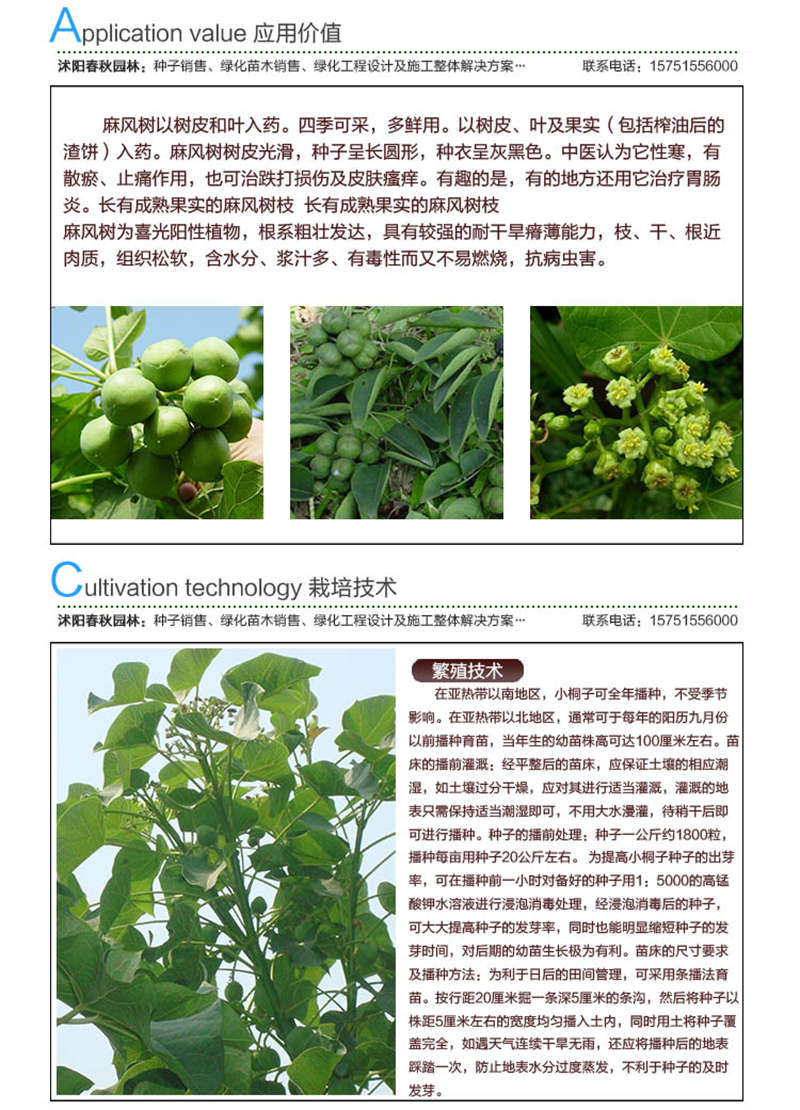 麻疯树种子应用价值及种植技术