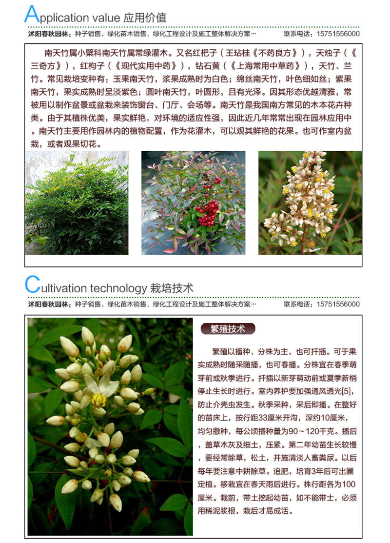 南天竹种子应用价值及种植技术