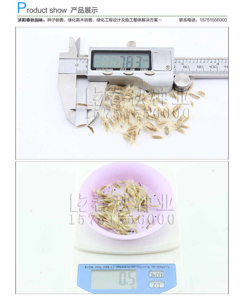 楸树种子销售参考价格