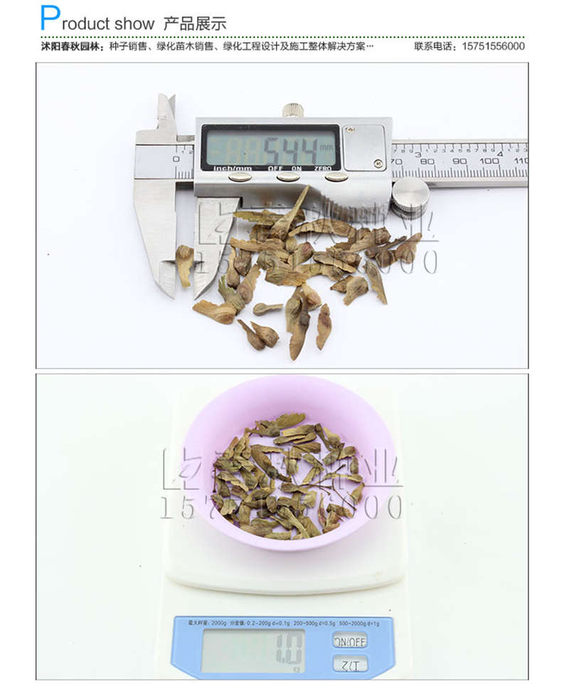 日本红枫种子销售参考价格