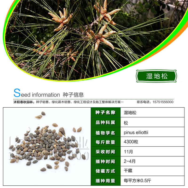 湿地松种子基本信息