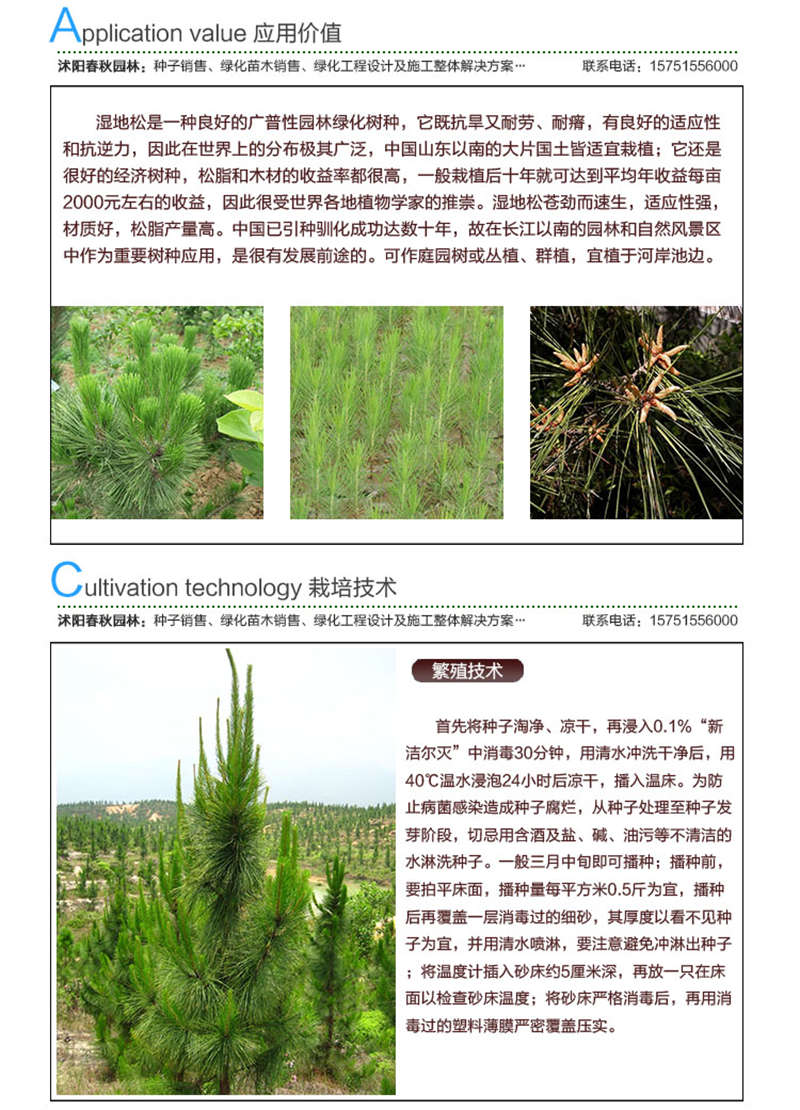 湿地松种子应用价值及种植技术