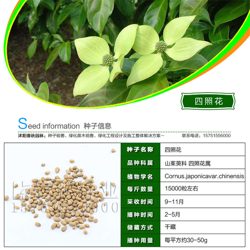 四照花种子基本信息